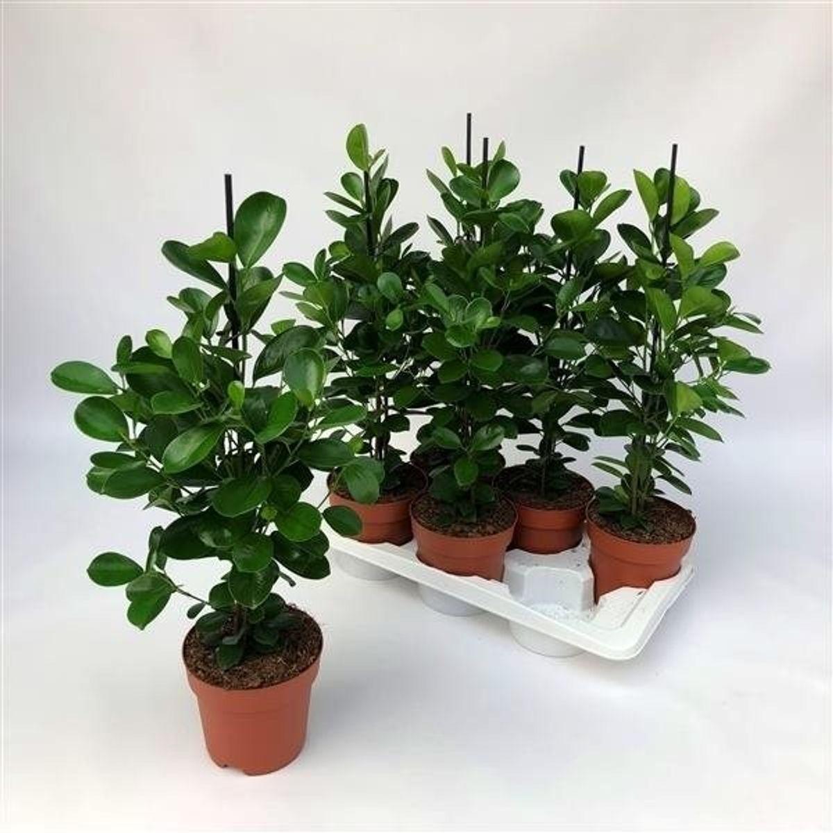 Ficus Microcarpa Moclame Bush - View 12 from www redcrocus com