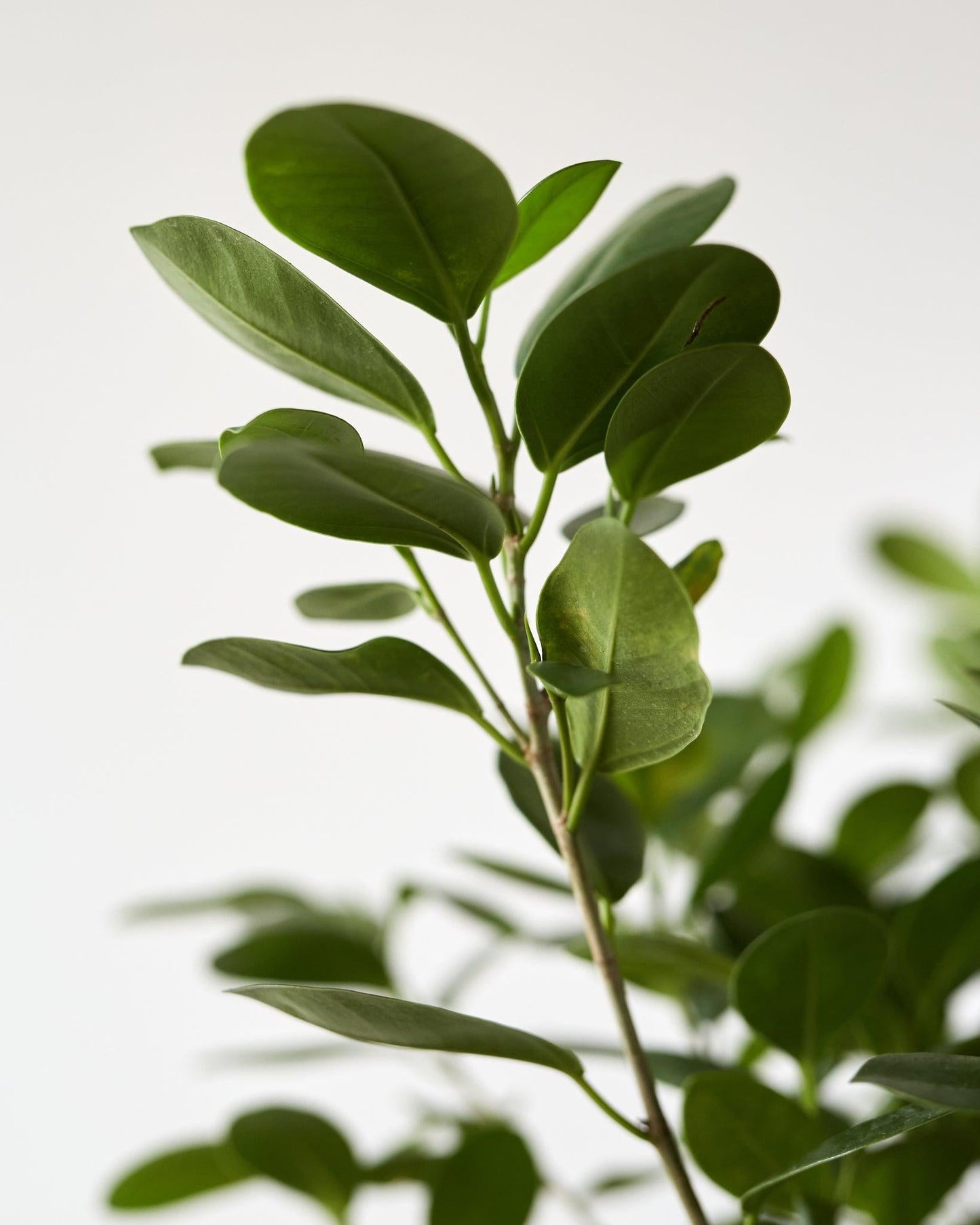 Ficus Microcarpa Moclame Bush - View 13 from www redcrocus com