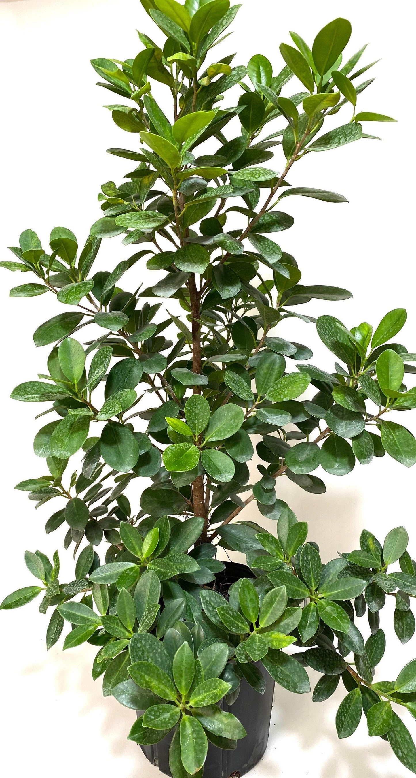 Ficus Microcarpa Moclame Bush - View 14 from www redcrocus com