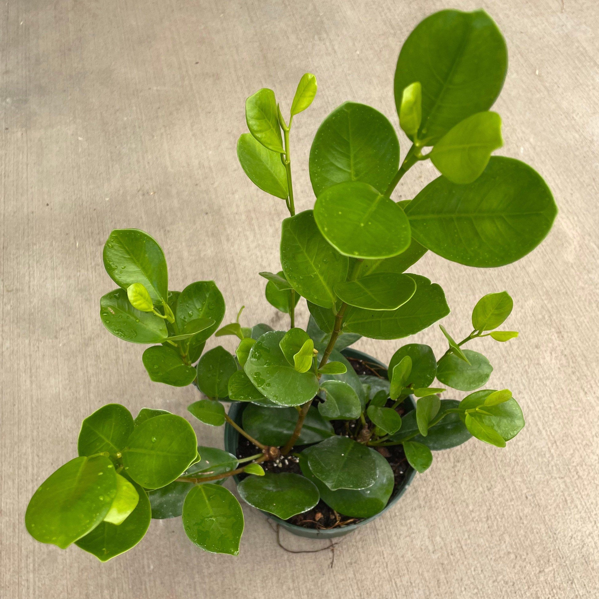 Ficus Microcarpa Moclame Bush - View 15 from www redcrocus com