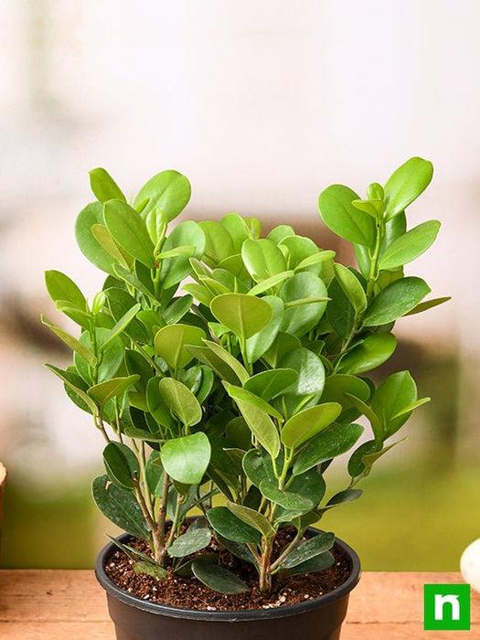 Ficus Microcarpa Moclame Bush - View 17 from www redcrocus com