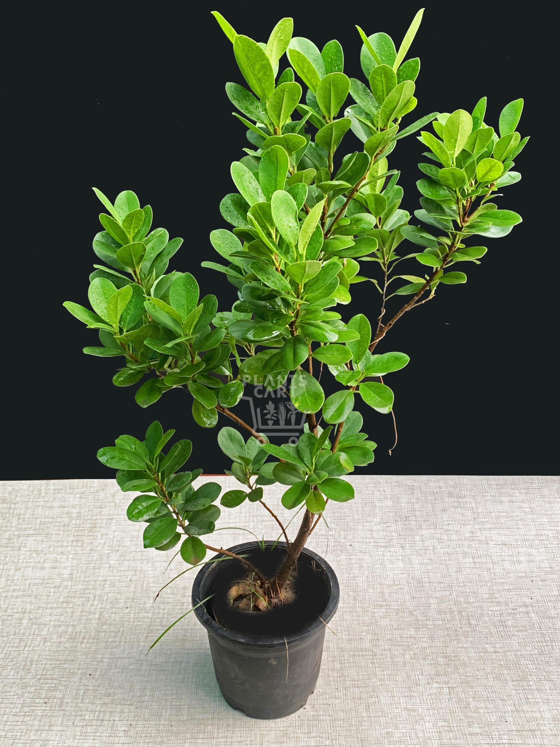 Ficus Microcarpa Moclame Bush - View 18 from www redcrocus com