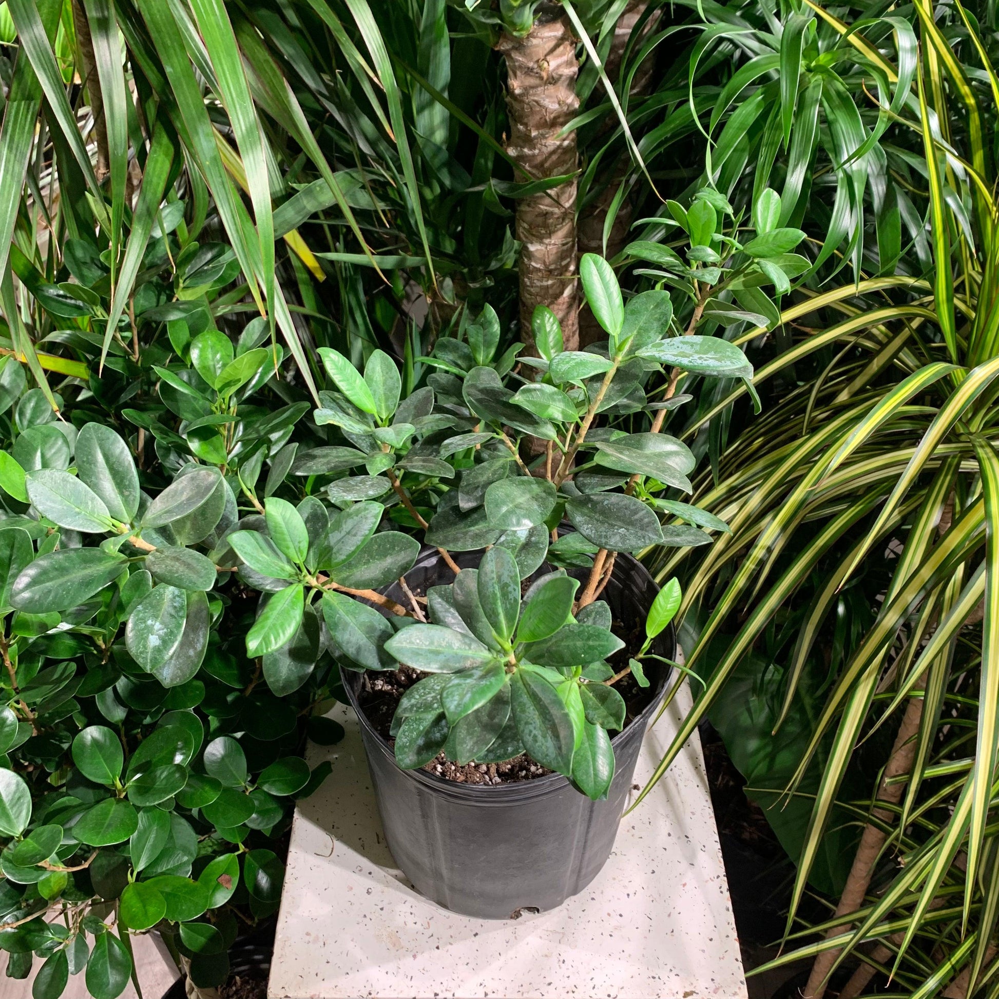 Ficus Microcarpa Moclame Bush - View 19 from www redcrocus com