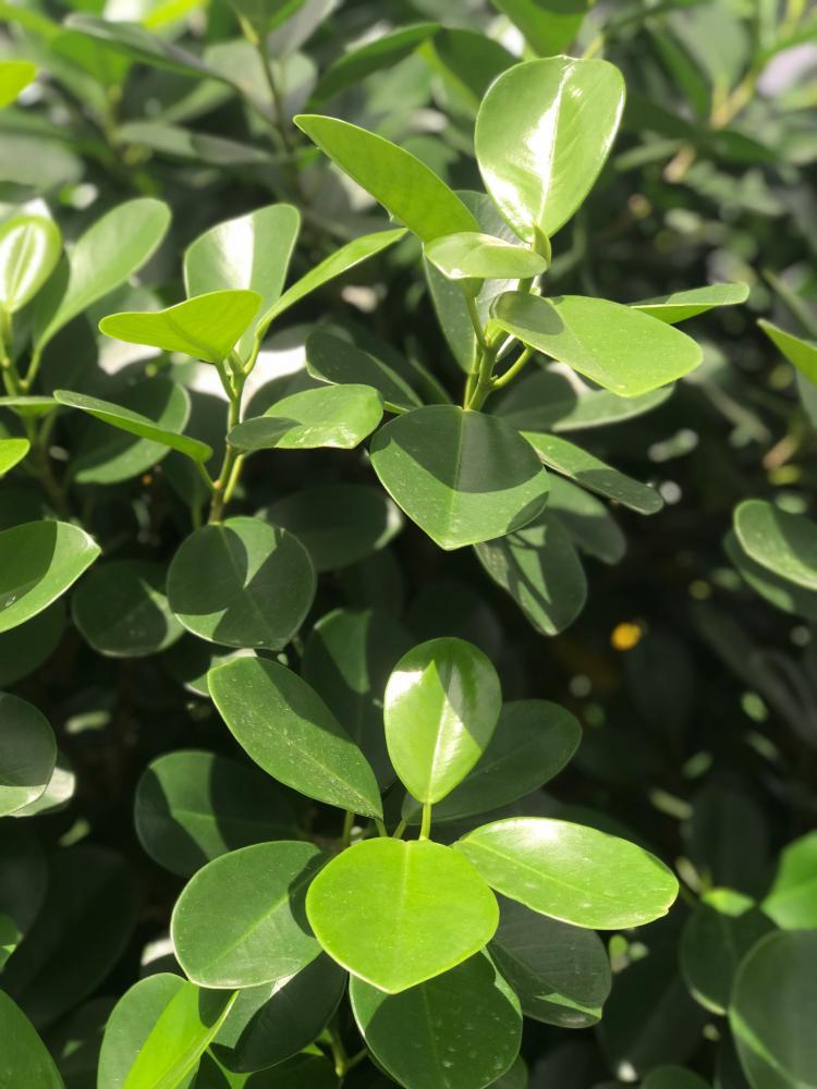 Ficus Microcarpa Moclame Bush - View 1 from www redcrocus com