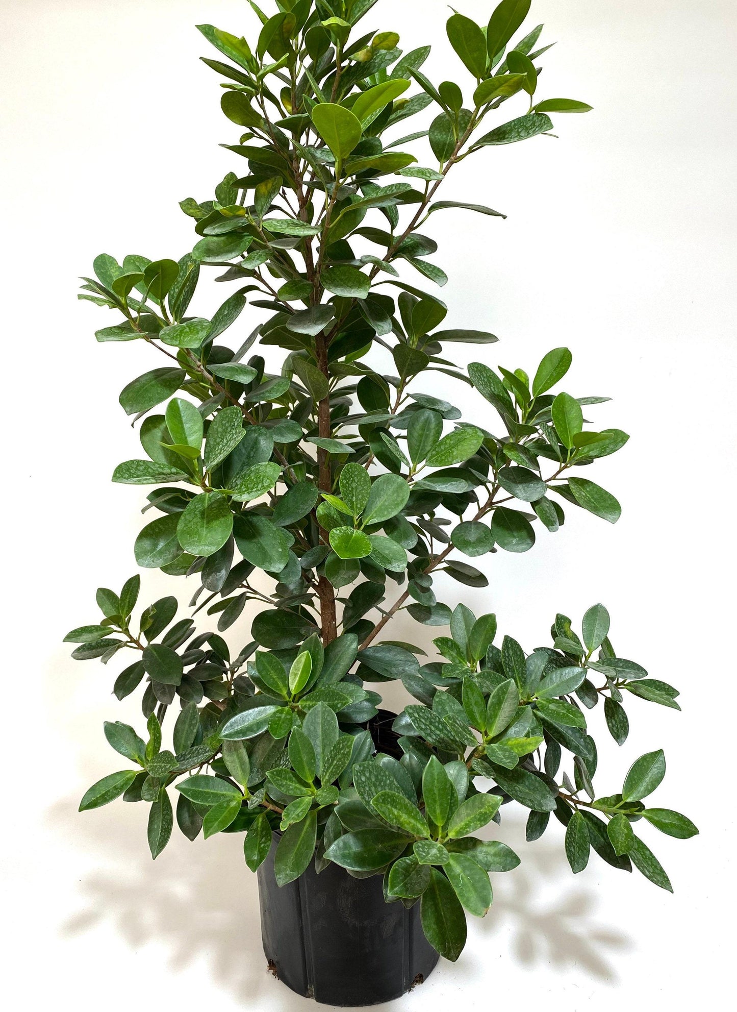 Ficus Microcarpa Moclame Bush - View 2 from www redcrocus com