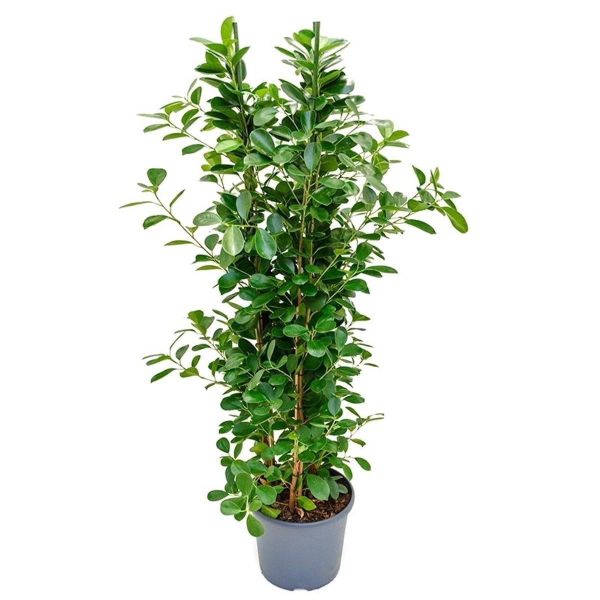 Ficus Microcarpa Moclame Bush - View 3 from www redcrocus com