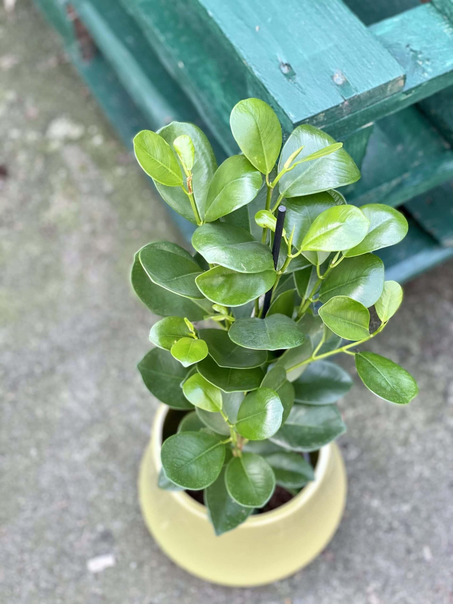 Ficus Microcarpa Moclame Bush - View 4 from www redcrocus com