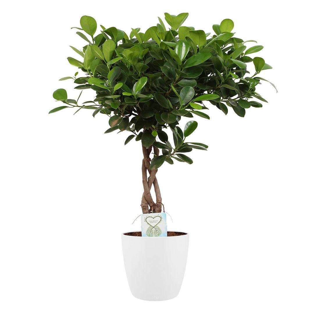Ficus Microcarpa Moclame Bush - View 5 from www redcrocus com