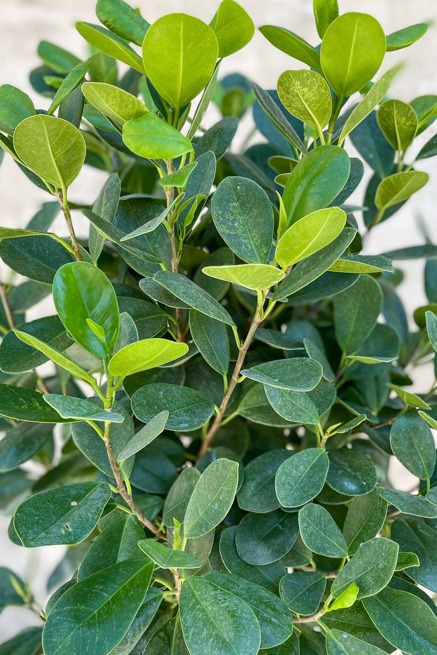 Ficus Microcarpa Moclame Bush - View 7 from www redcrocus com