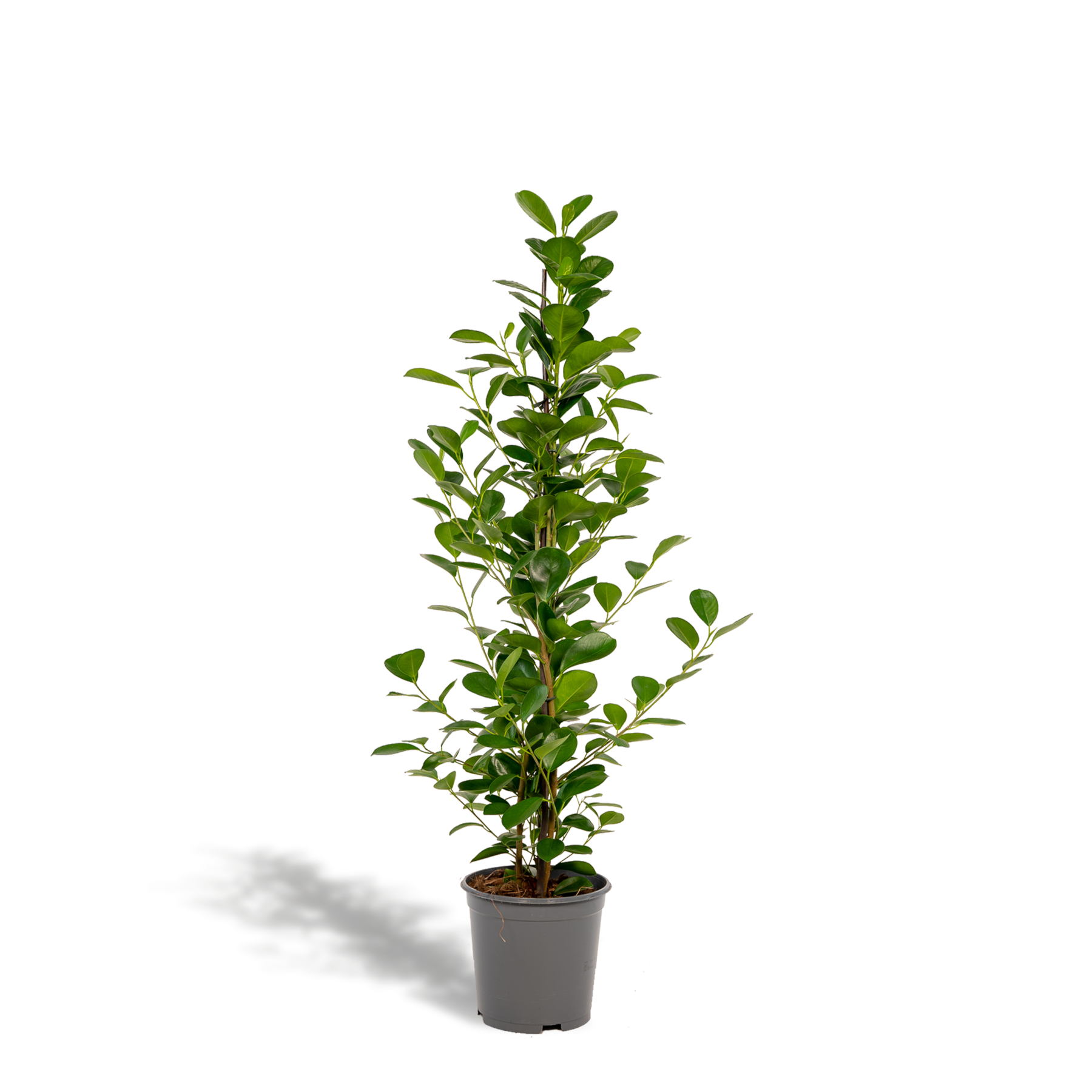 Ficus Microcarpa Moclame Bush - View 9 from www redcrocus com