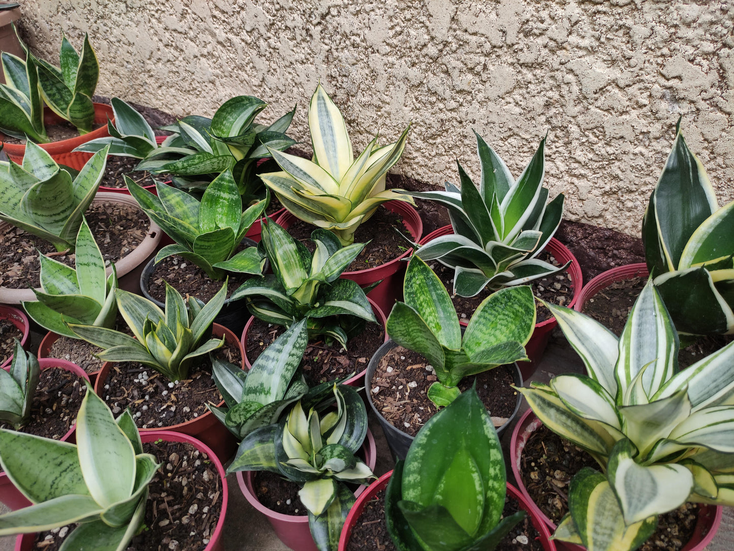 Sansevieria, Assorted - View 12 from www redcrocus com