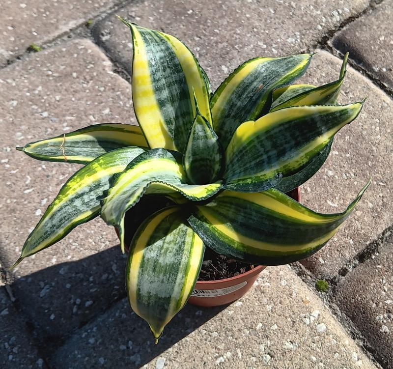 Sansevieria, Assorted - View 14 from www redcrocus com