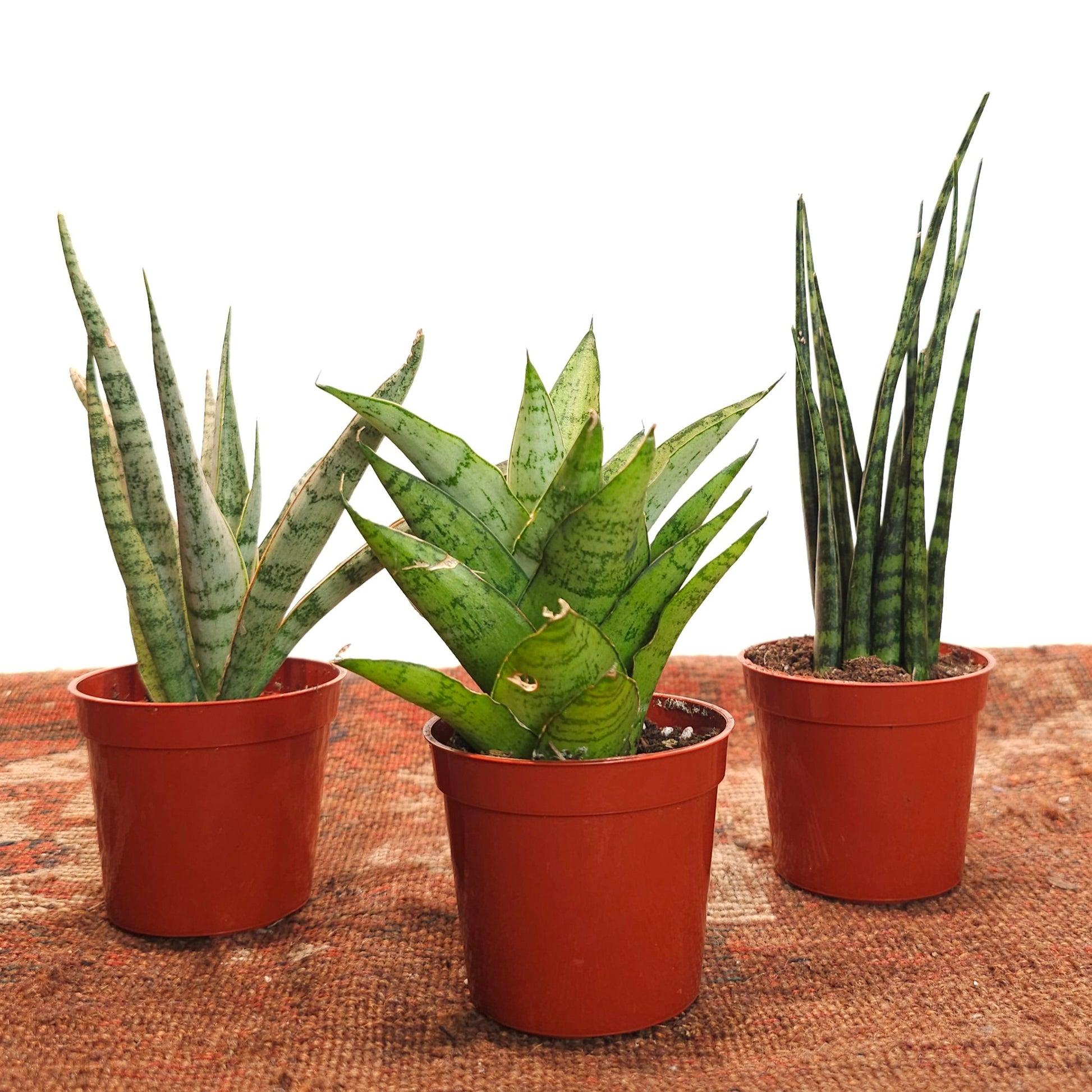 Sansevieria, Assorted - View 15 from www redcrocus com