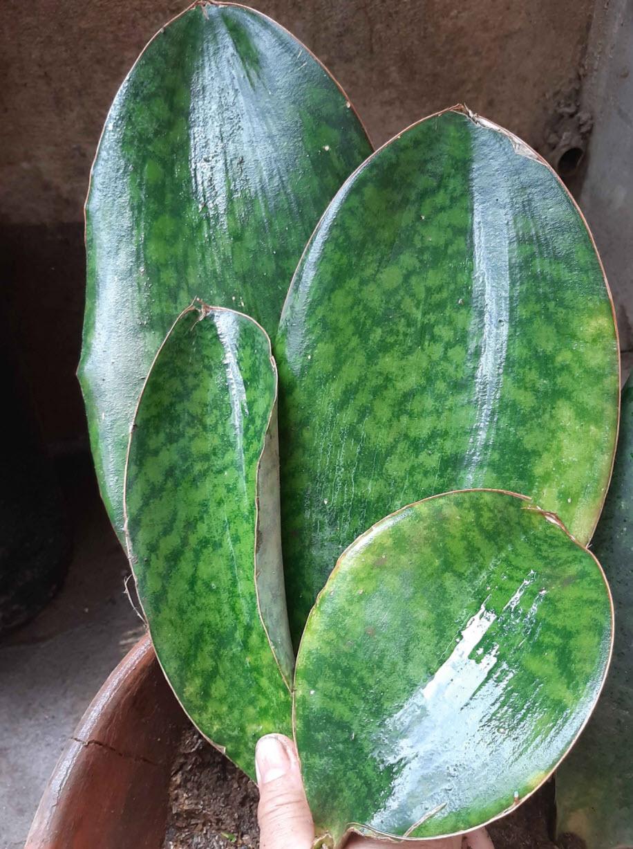 Sansevieria, Assorted - View 20 from www redcrocus com