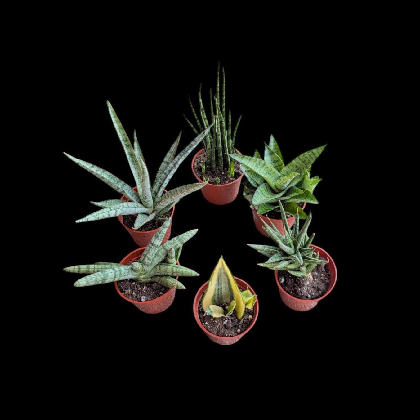 Sansevieria, Assorted - View 21 from www redcrocus com