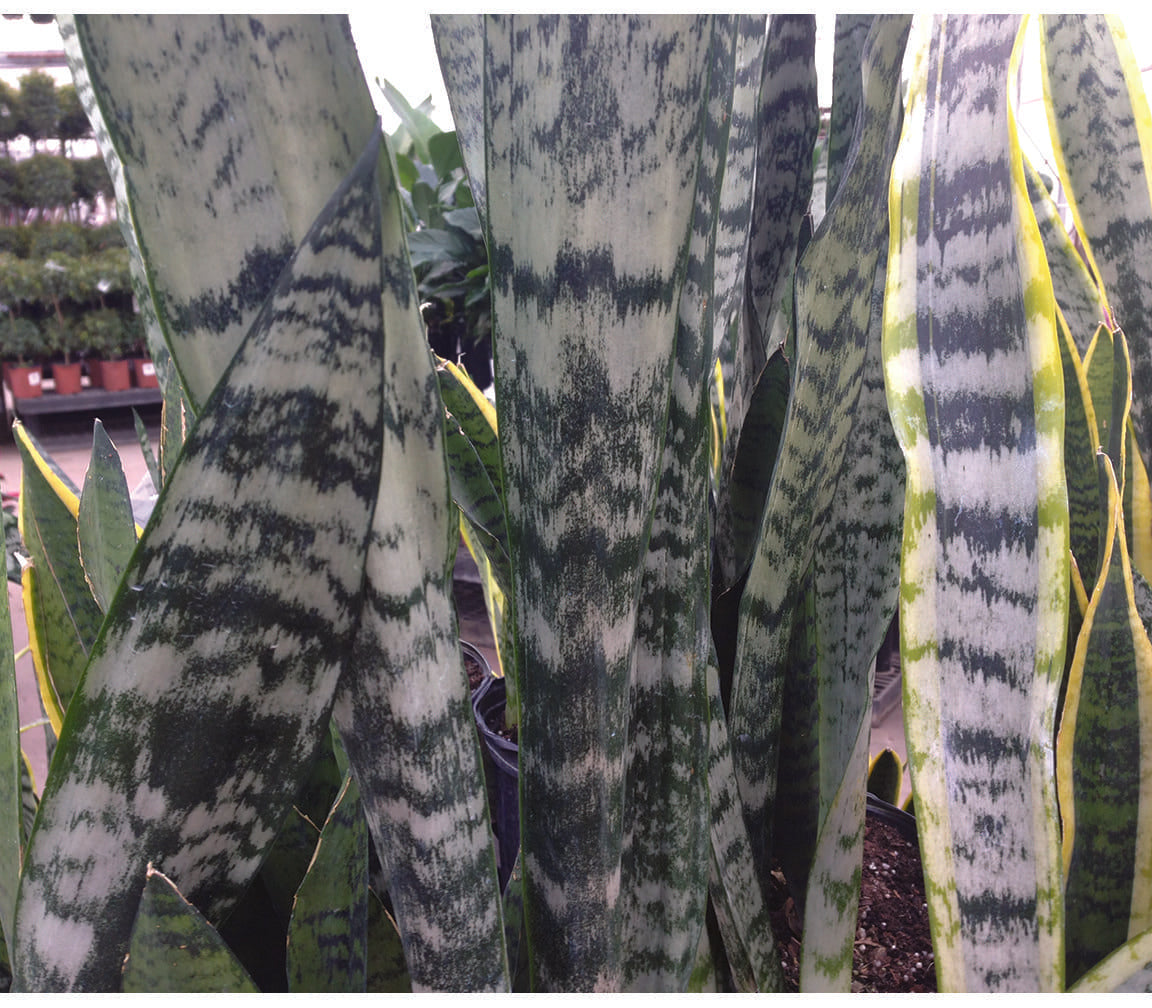 Sansevieria, Assorted - View 23 from www redcrocus com