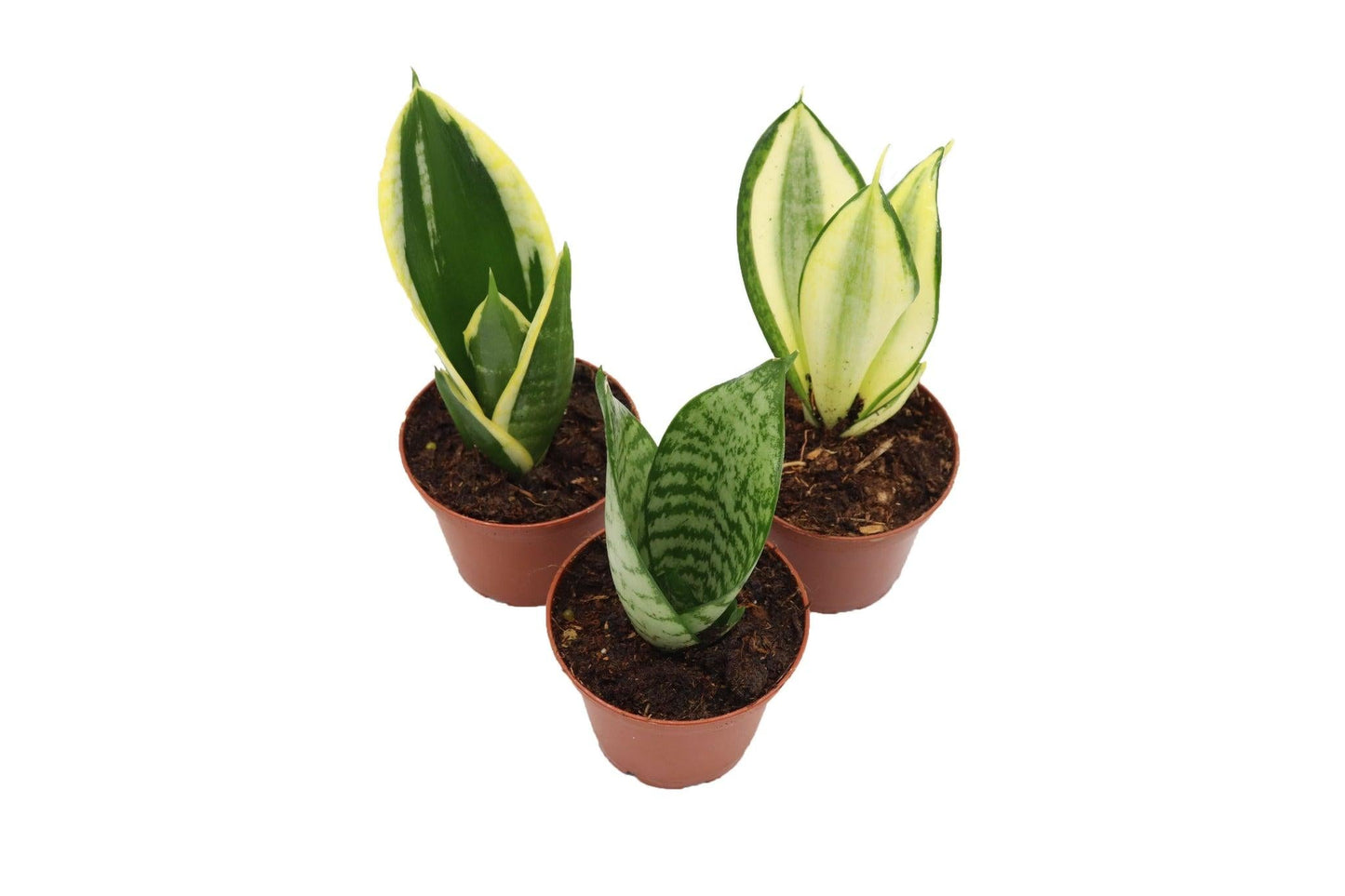 Sansevieria, Assorted - View 24 from www redcrocus com