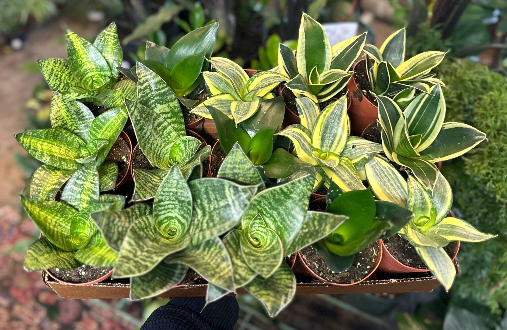Sansevieria, Assorted - View 25 from www redcrocus com