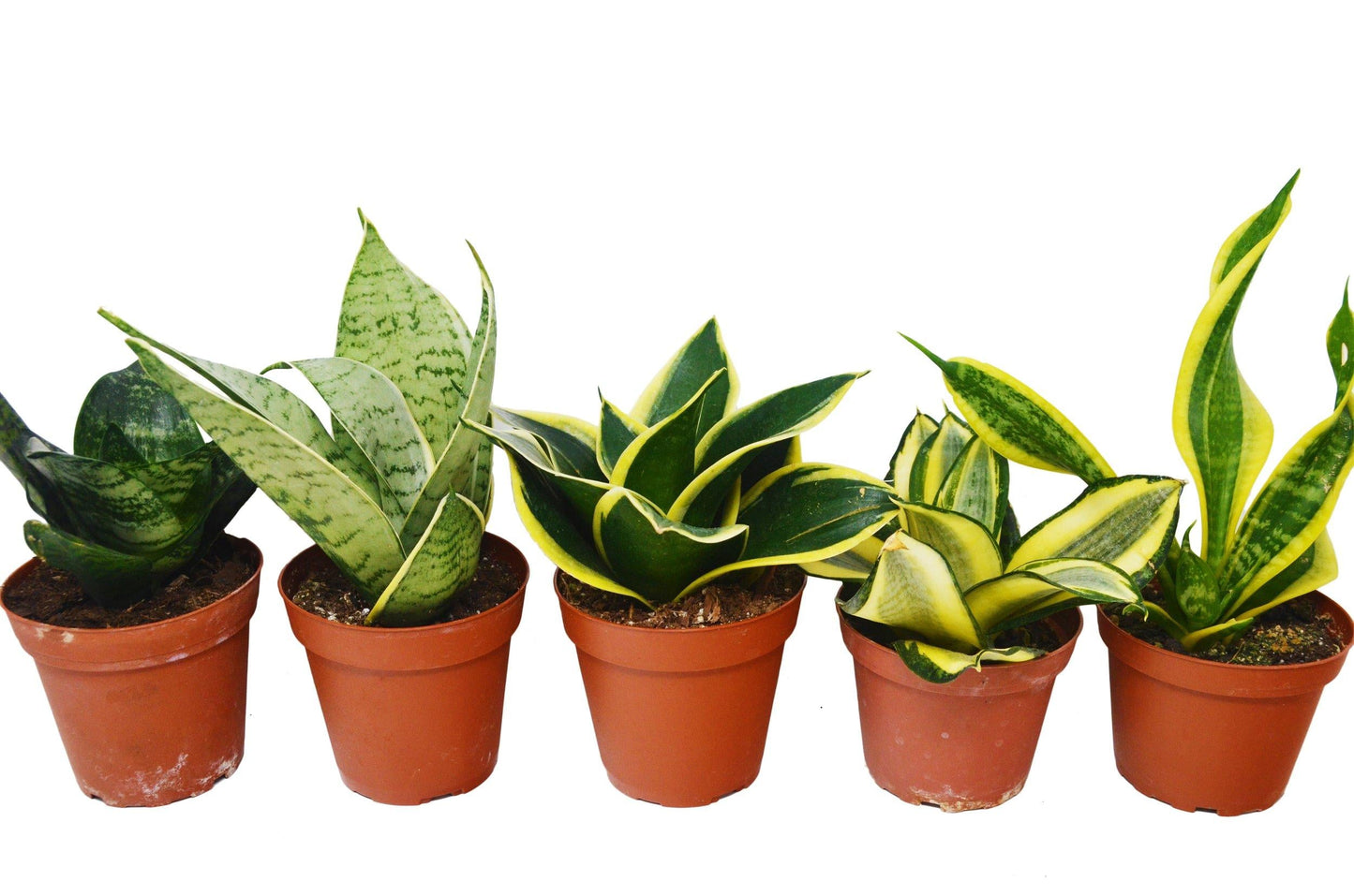 Sansevieria, Assorted - View 26 from www redcrocus com
