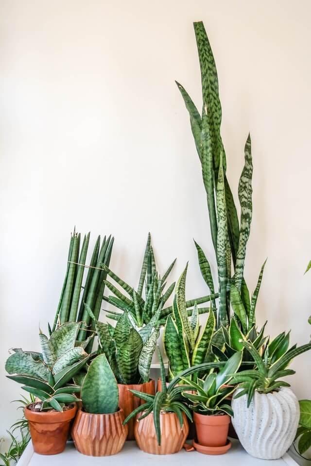 Sansevieria, Assorted - View 27 from www redcrocus com