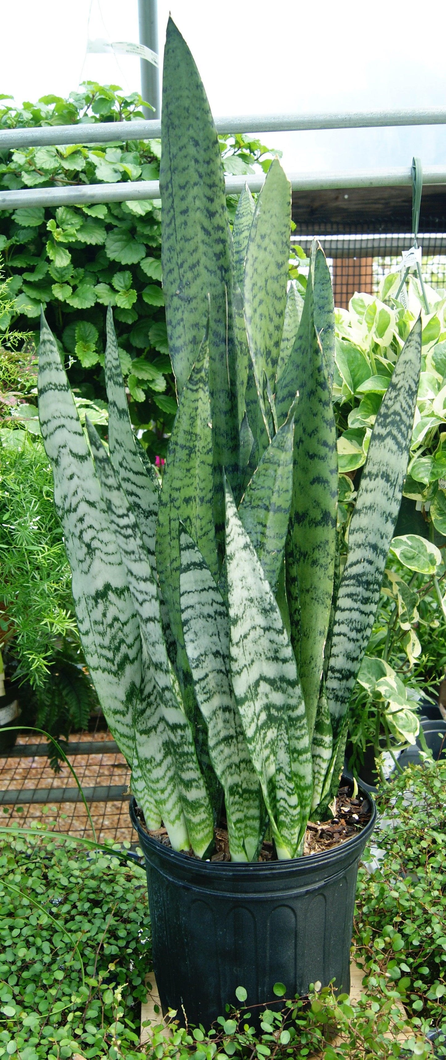 Sansevieria, Assorted - View 28 from www redcrocus com