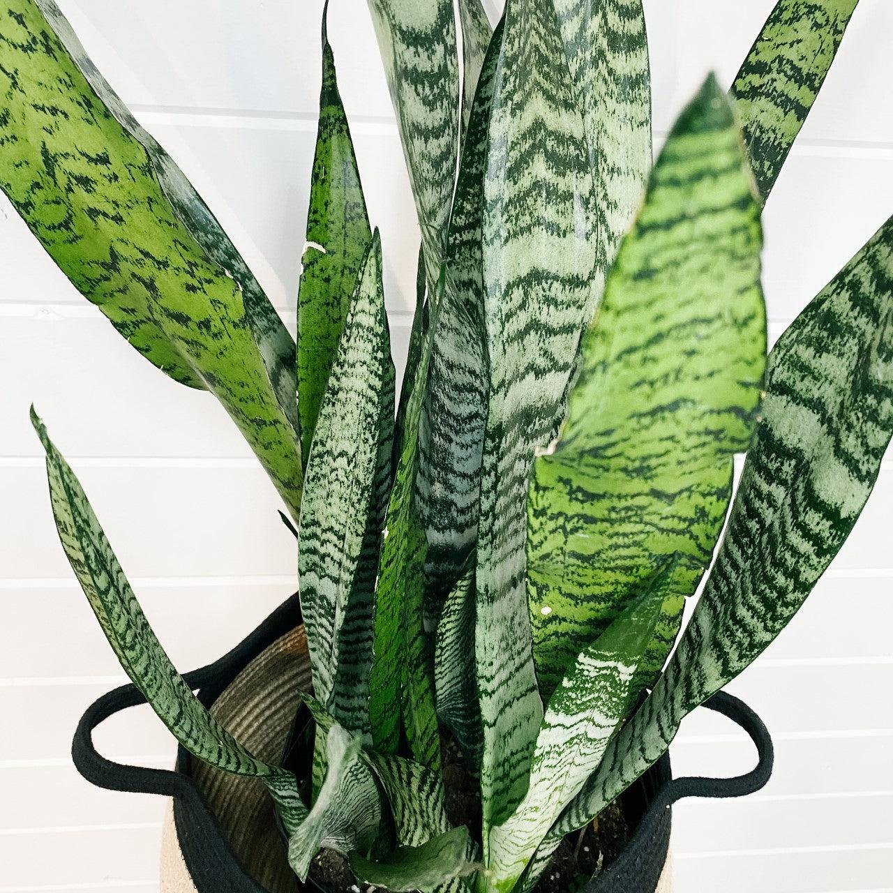 Sansevieria, Assorted - View 2 from www redcrocus com