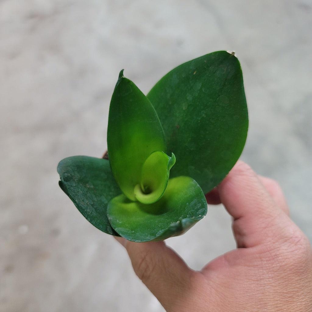 Sansevieria, Assorted - View 33 from www redcrocus com