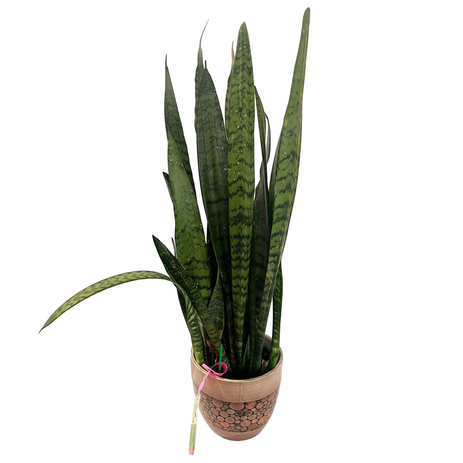 Sansevieria, Assorted - View 34 from www redcrocus com