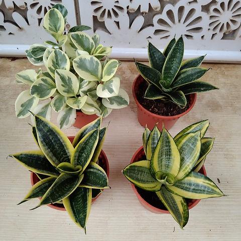 Sansevieria, Assorted - View 35 from www redcrocus com