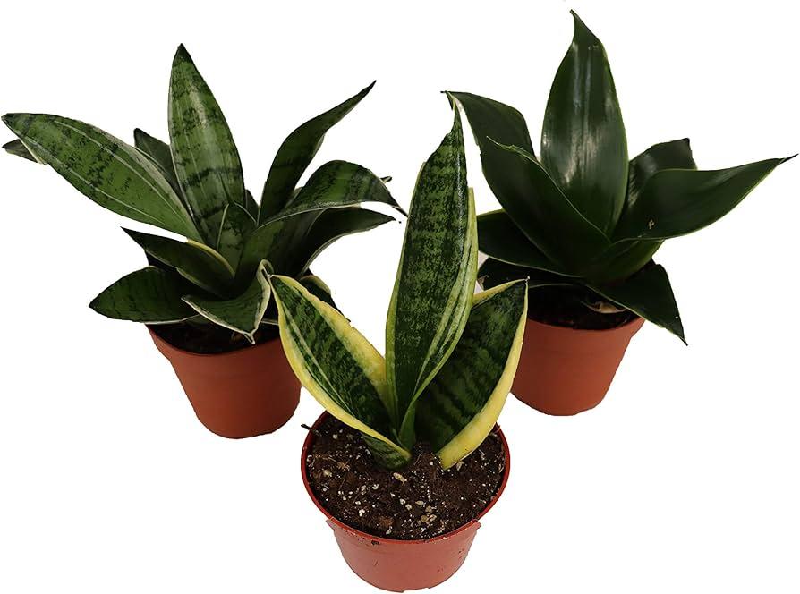 Sansevieria, Assorted - View 6 from www redcrocus com