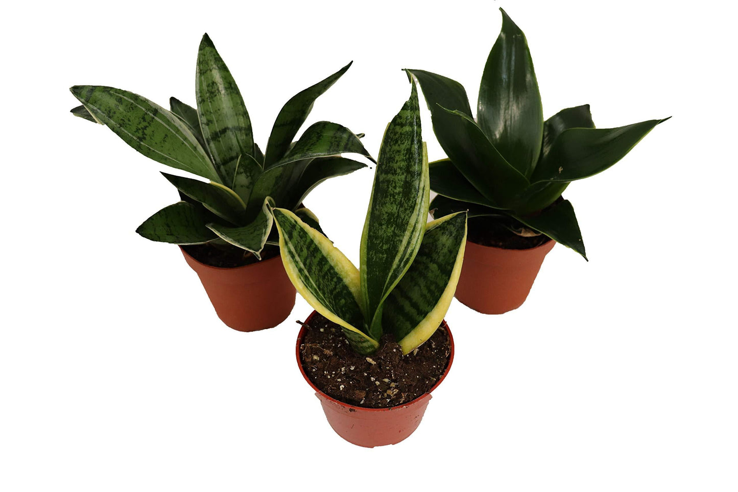 Sansevieria, Assorted - View 7 from www redcrocus com