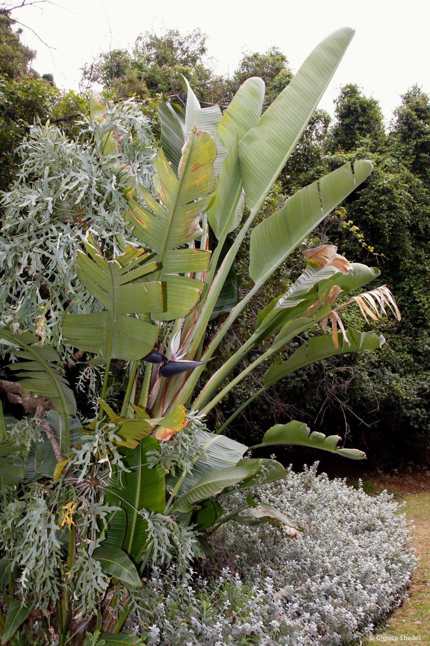 Strelitzia Nicolai - View 11 from www redcrocus com