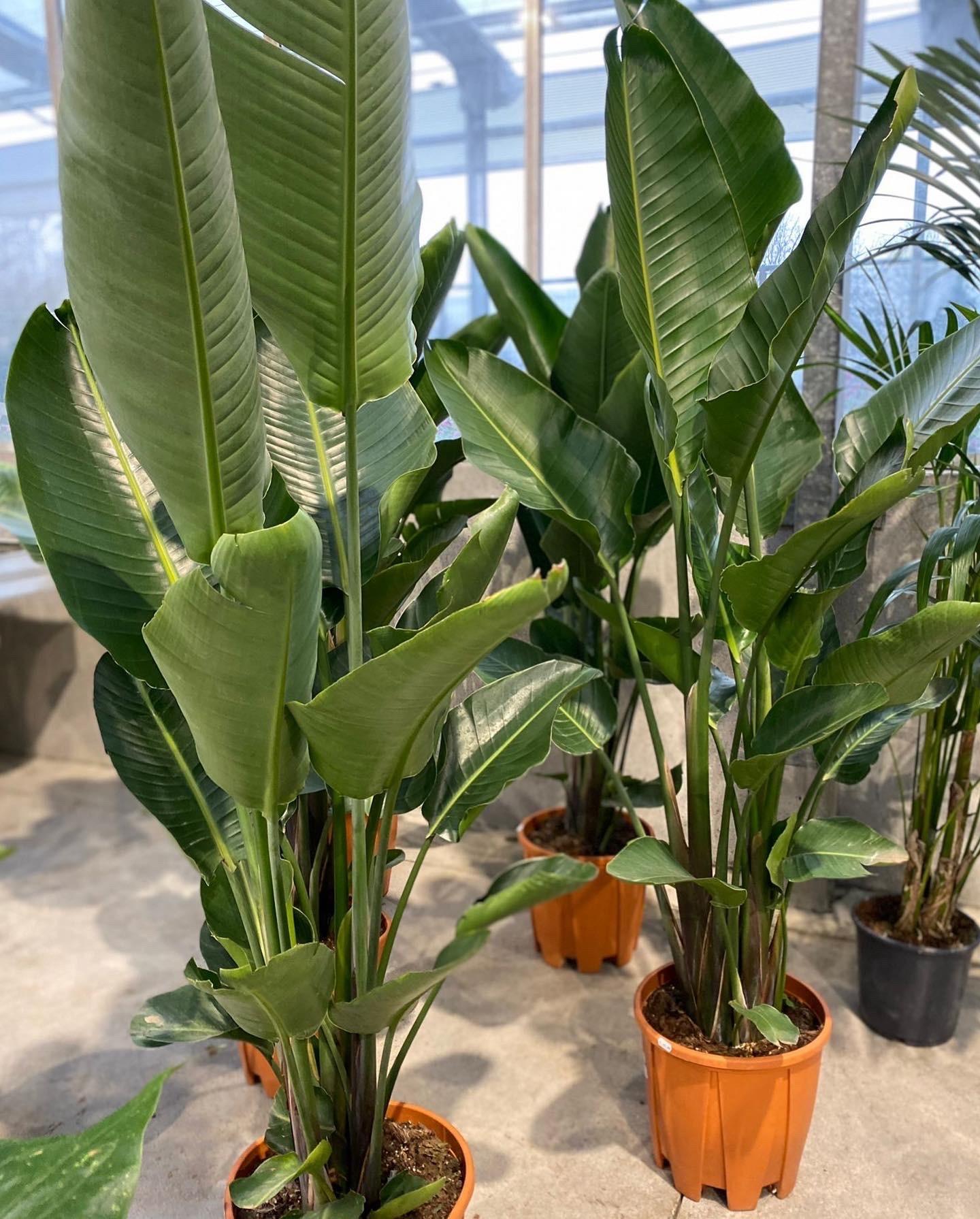 Strelitzia Nicolai - View 13 from www redcrocus com