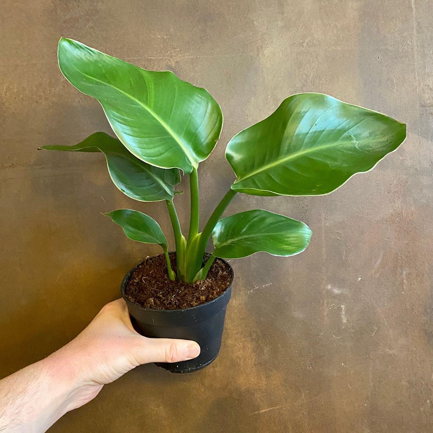 Strelitzia Nicolai - View 18 from www redcrocus com