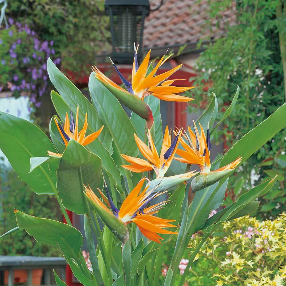 Strelitzia Nicolai - View 1 from www redcrocus com