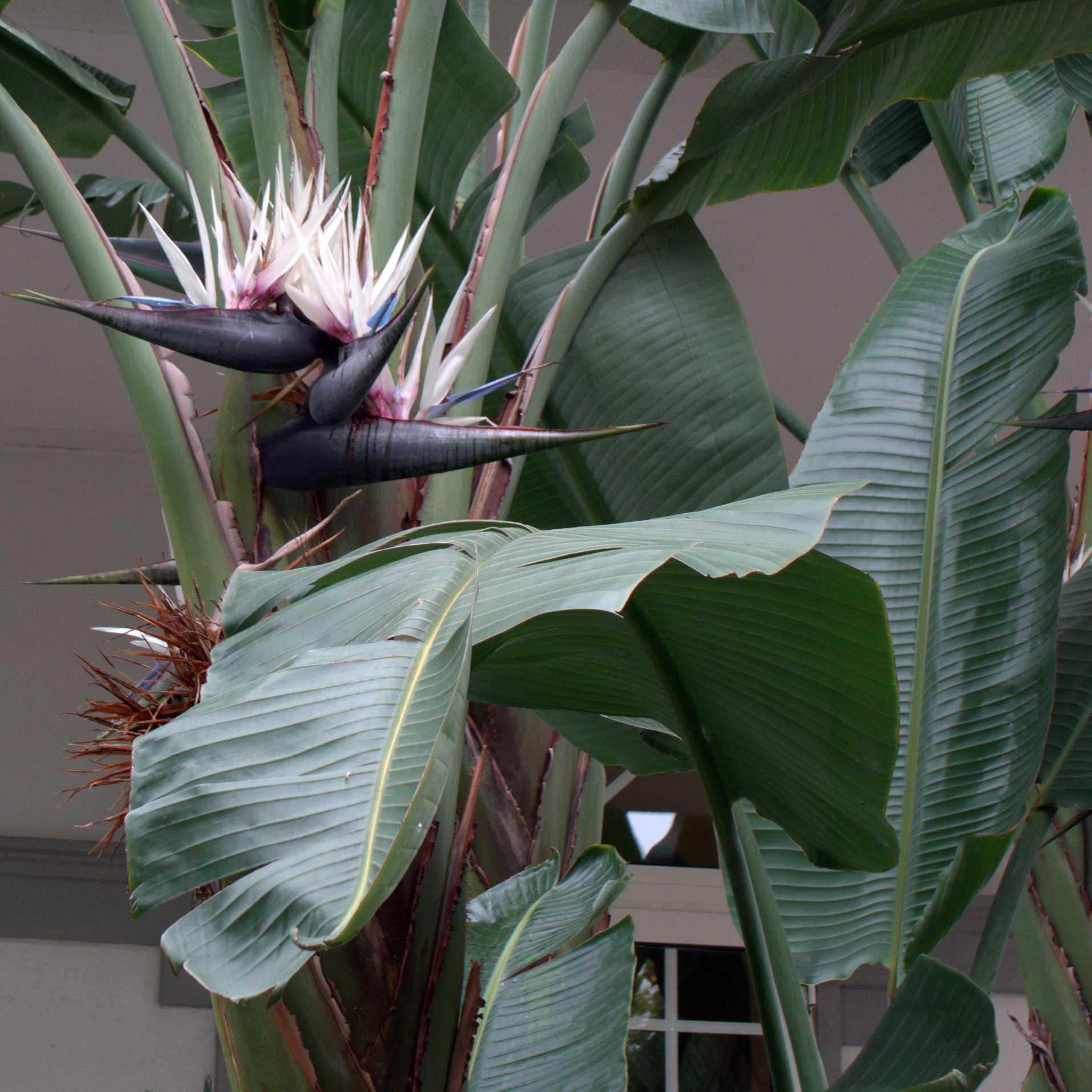 Strelitzia Nicolai - View 7 from www redcrocus com