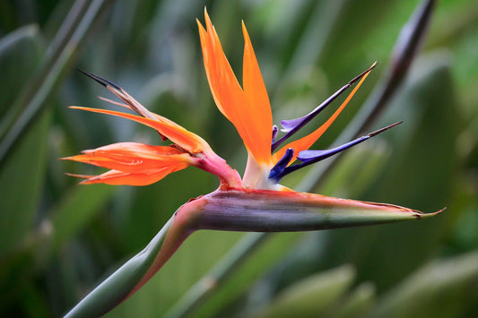 Strelitzia Nicolai - View 11 from www redcrocus com