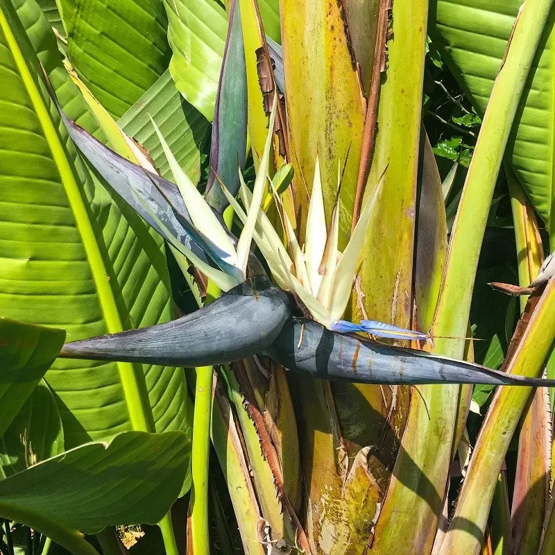 Strelitzia Nicolai - View 11 from www redcrocus com