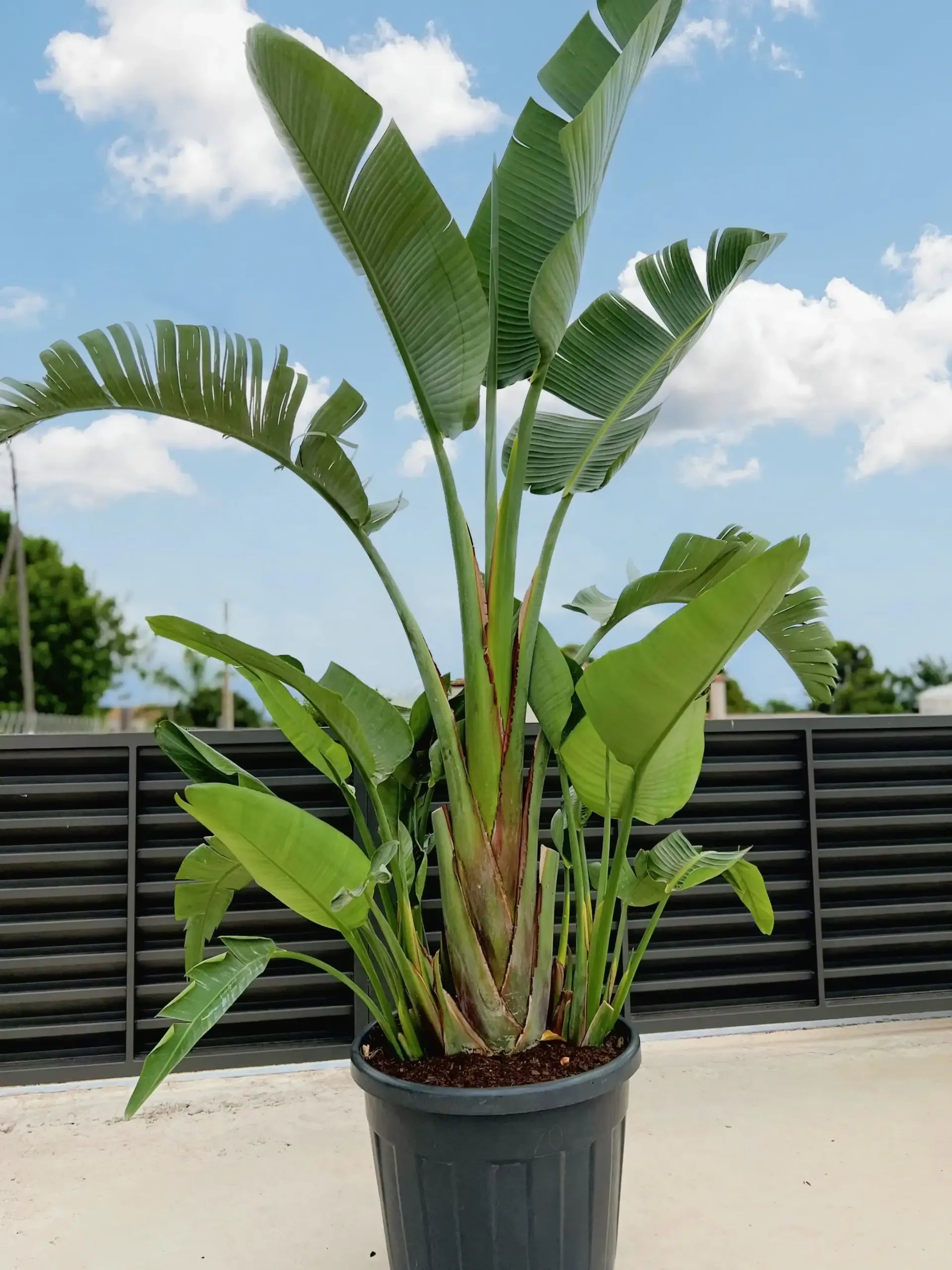 Strelitzia Nicolai - View 13 from www redcrocus com