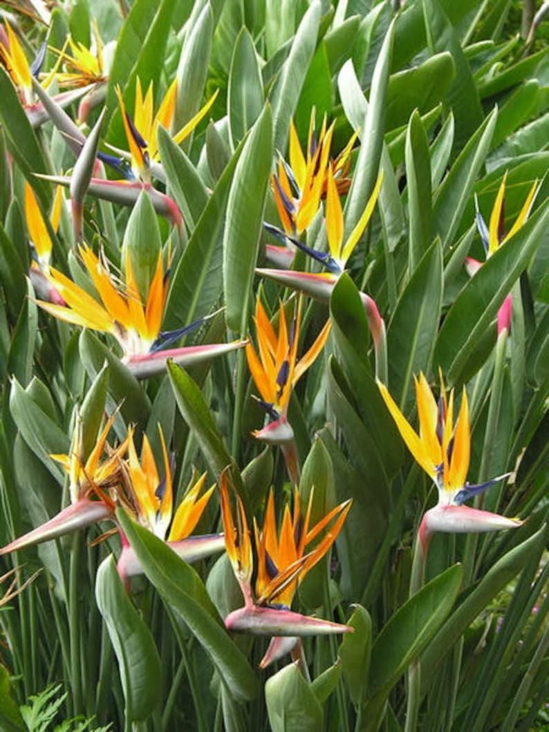 Strelitzia Nicolai - View 14 from www redcrocus com
