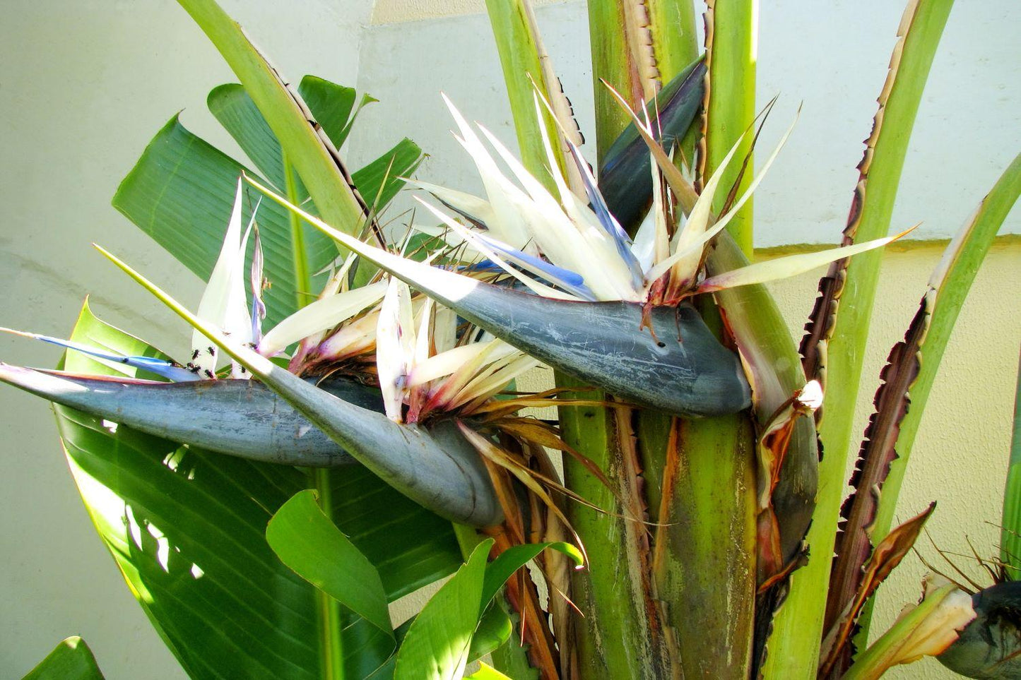 Strelitzia Nicolai - View 18 from www redcrocus com