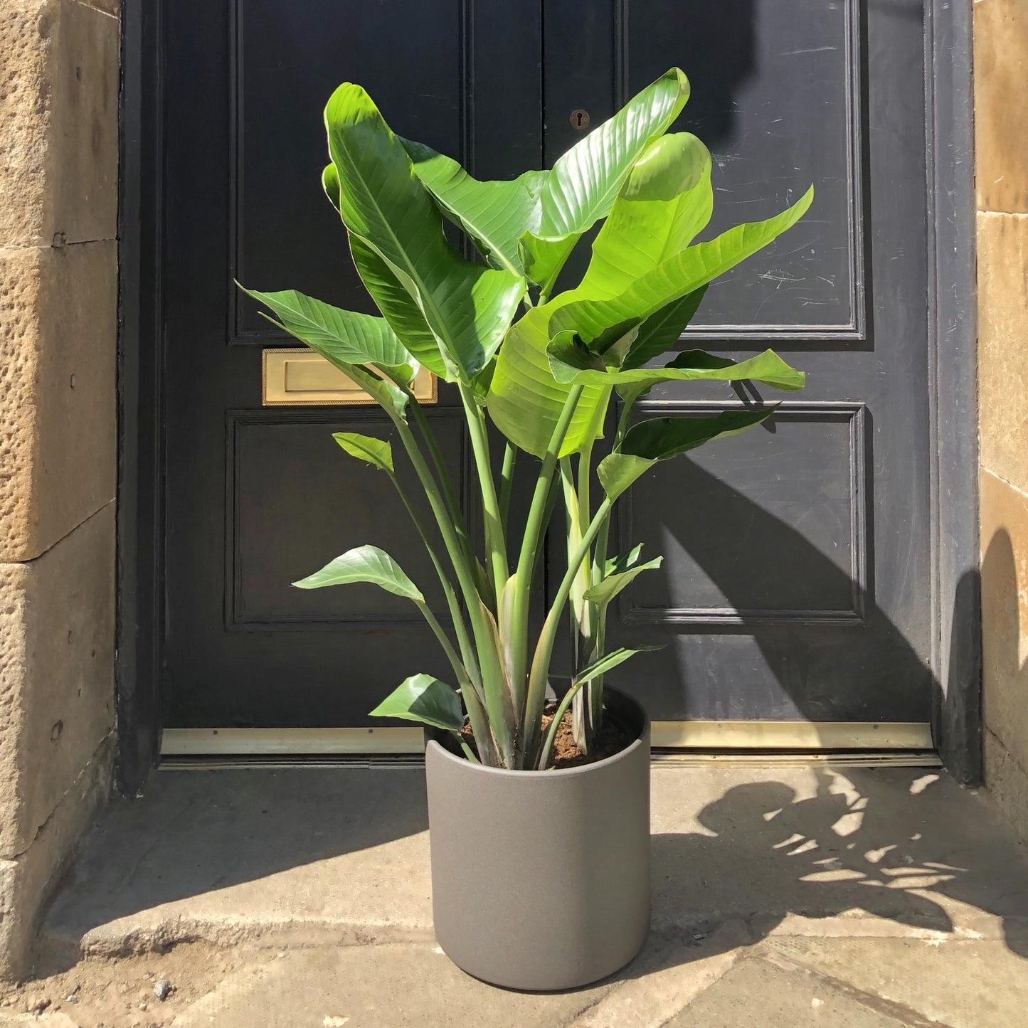 Strelitzia Nicolai - View 2 from www redcrocus com