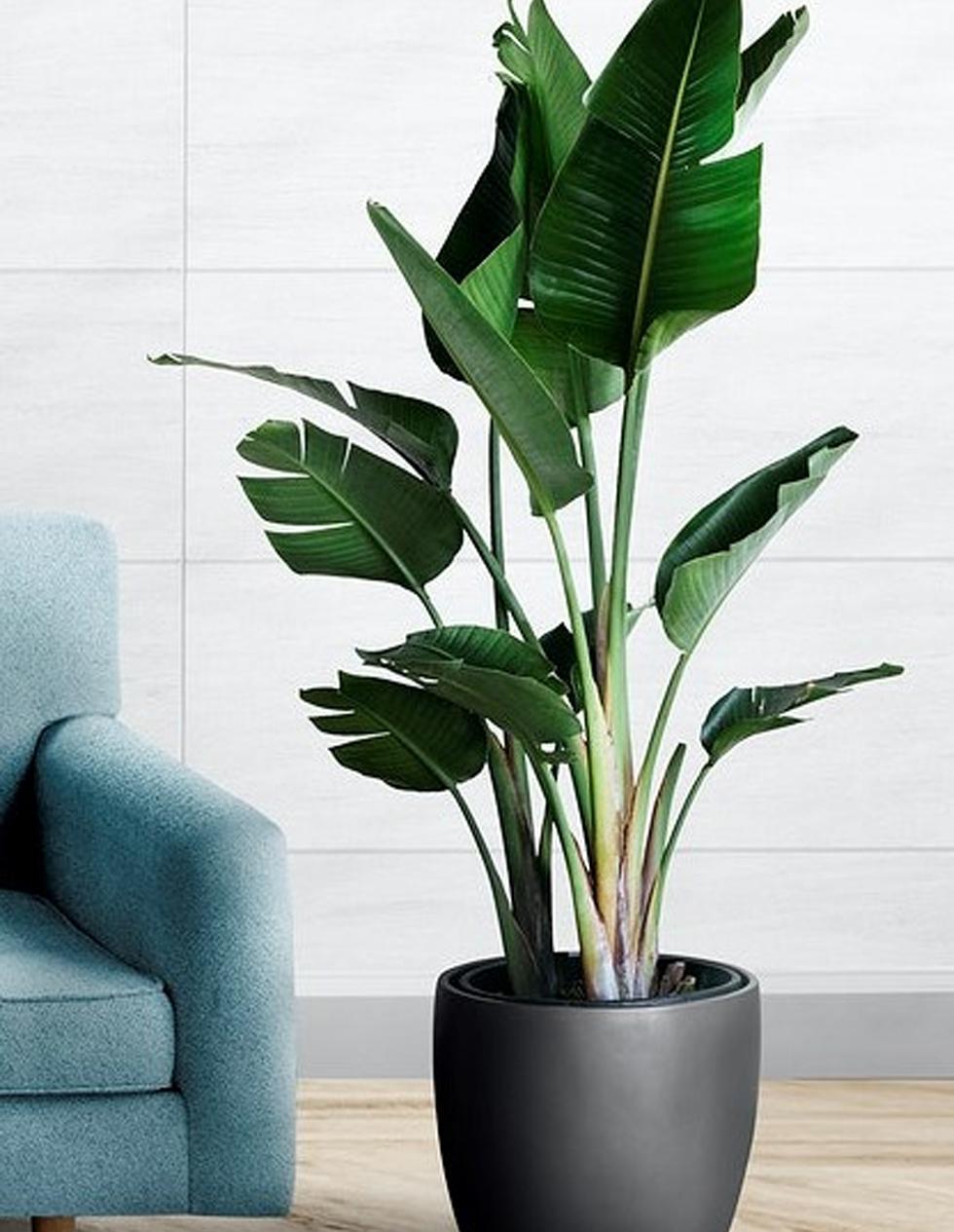 Strelitzia Nicolai - View 3 from www redcrocus com