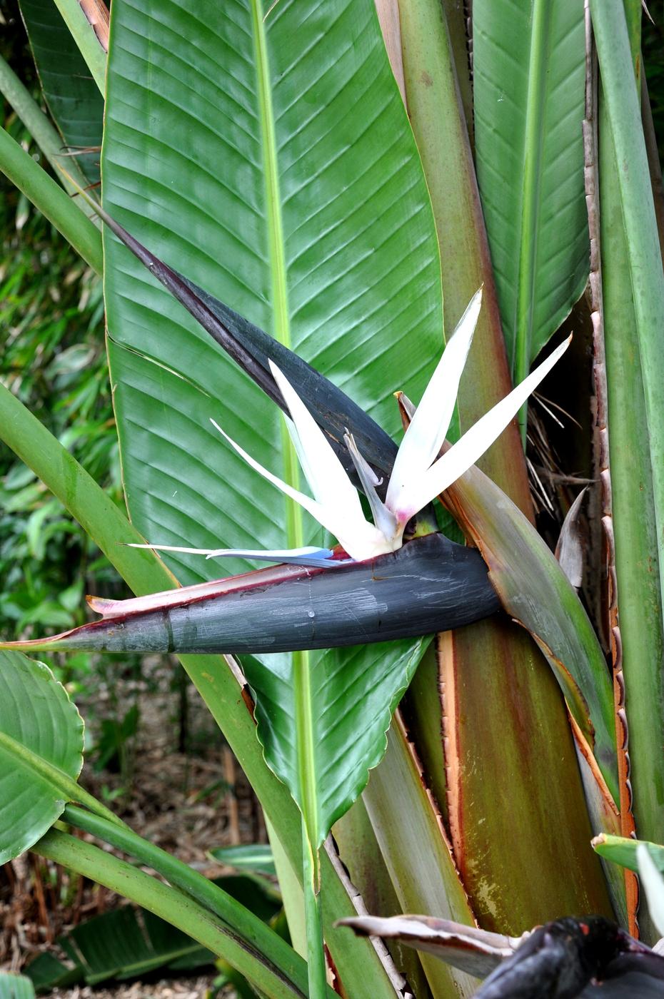 Strelitzia Nicolai - View 5 from www redcrocus com