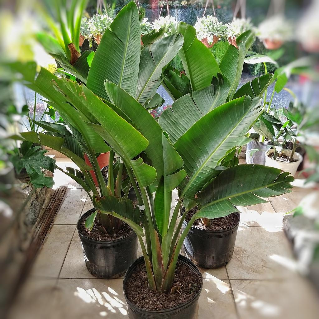 Strelitzia Nicolai - View 8 from www redcrocus com
