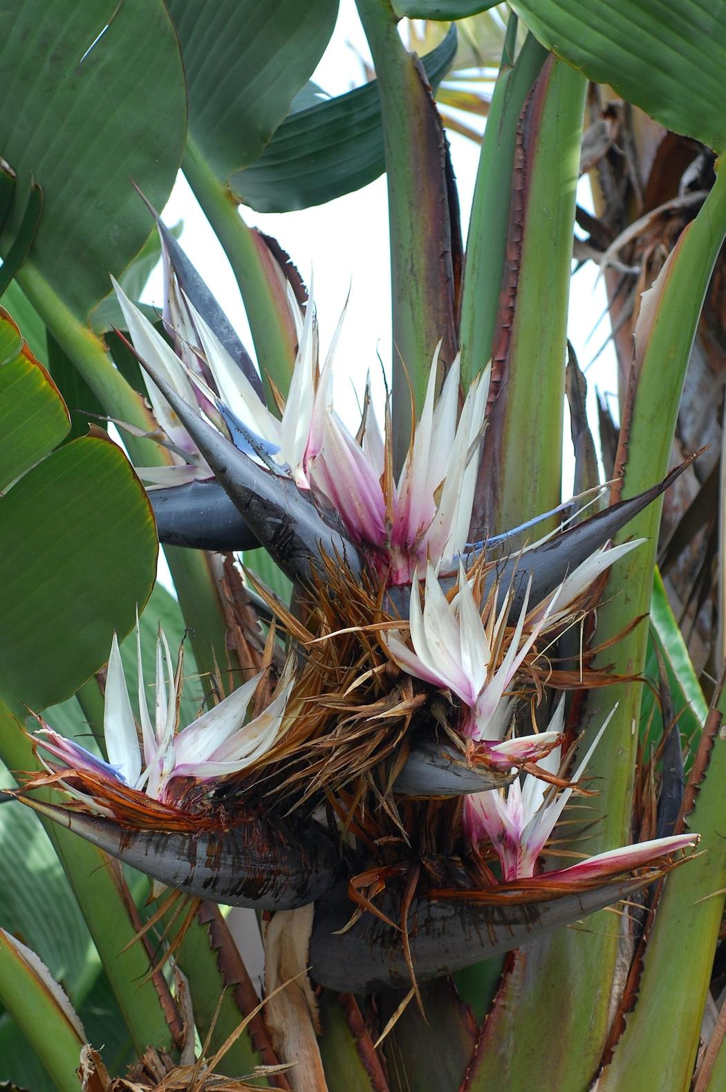 Strelitzia Nicolai - View 11 from www redcrocus com