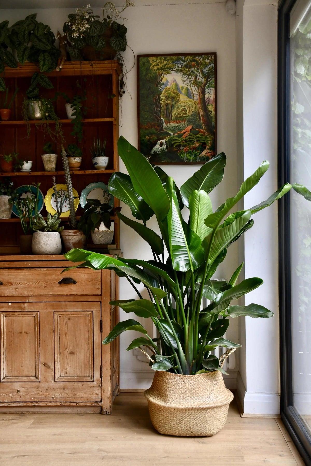 Strelitzia Nicolai - View 12 from www redcrocus com
