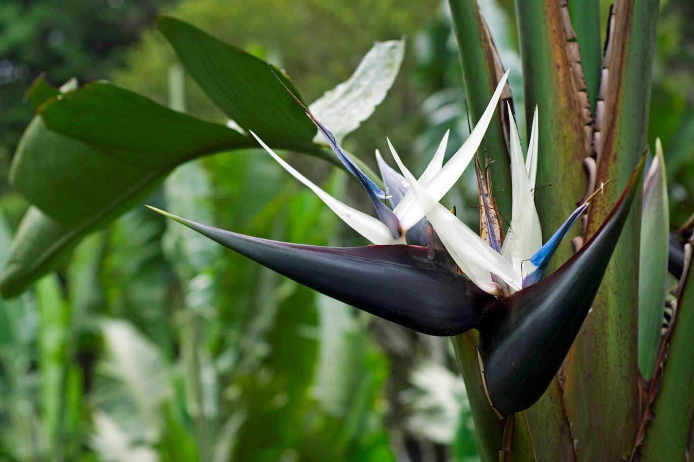 Strelitzia Nicolai - View 13 from www redcrocus com