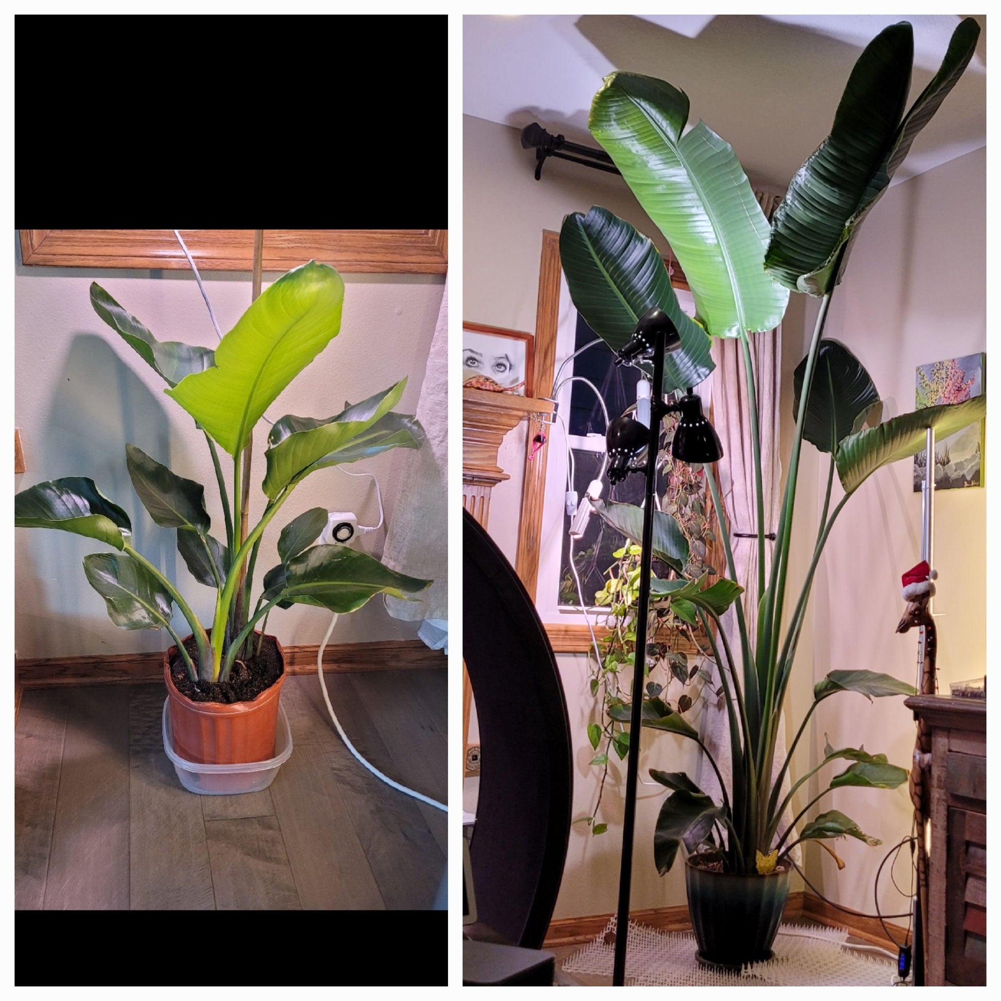 Strelitzia Nicolai - View 14 from www redcrocus com