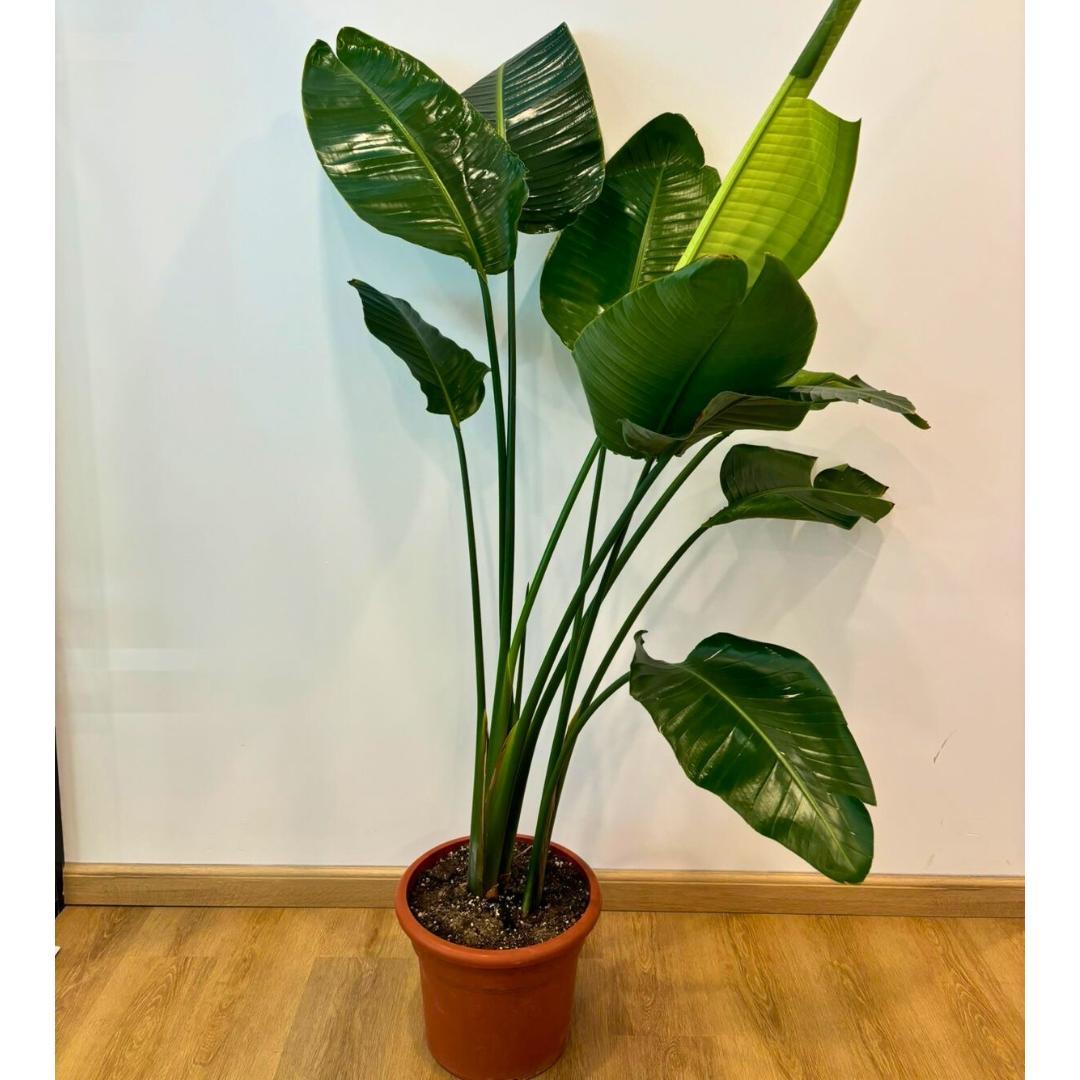 Strelitzia Nicolai - View 15 from www redcrocus com